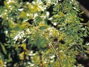 ��ݴ�ӵĹ�Ч������