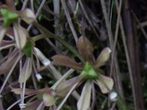 ��üʯ�ﵤ�Ĺ�Ч������