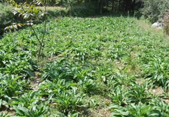 ����������Щ��Ч������