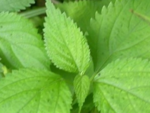 ������Ĺ�Ч������