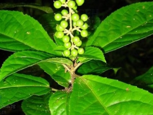 ������Ĺ�Ч������