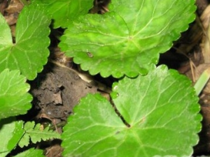 ����۵Ĺ�Ч������