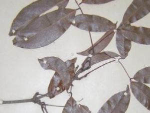 ��Ҷ�ܻ����Ĺ�Ч������