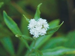 �ᾥ����Ĺ�Ч������