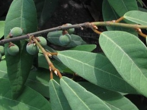 ���ٵĹ�Ч������