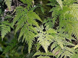 ��Ĥ��ާ�Ĺ�Ч������