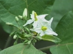 ��«�͵Ĺ�Ч������