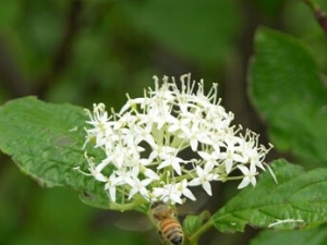 �����׹��ٵĹ�Ч������