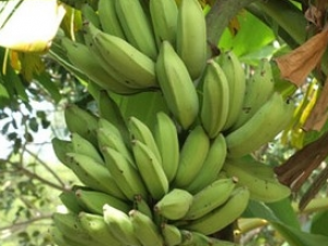 ��Ƥ�Ĺ�Ч������