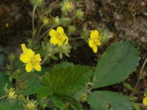 �ط��ӵĹ�Ч������