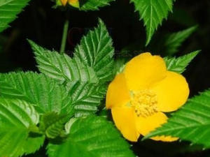 ��Ļ��Ĺ�Ч������