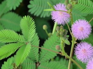 ���߲ݸ��Ĺ�Ч������