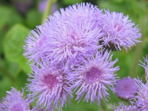 ���л��Ĺ�Ч������