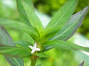 �㶫���ݵĹ�Ч������