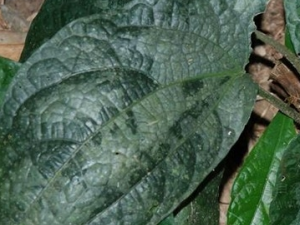 �����೵�Ĺ�Ч������