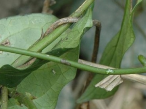 �̹��ײݵĹ�Ч������