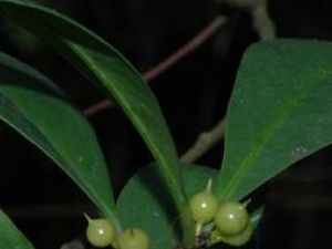 ��Ҷ�����ӵĹ�Ч������