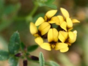 ����ޣ�Ĺ�Ч������