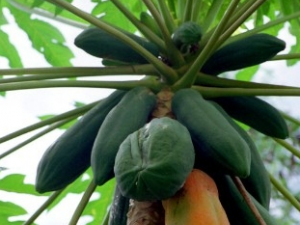 ��ľ�ϵĹ�Ч������