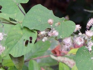 �̹����ٵĹ�Ч������