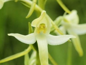 ��Ҷ�ഽ���Ĺ�Ч������