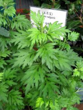 ������ ��ҩ��ȫ