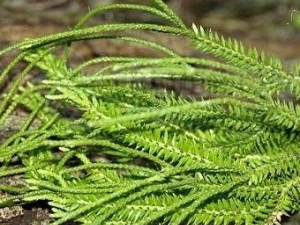 ����ҩ�Ĺ�Ч������