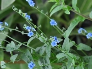 ��ʺ�����Ĺ�Ч������