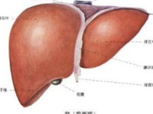 ���Ƶ����׵�ƫ�� ��ҽ����