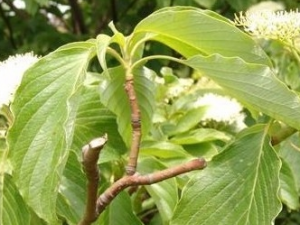 ��̨���Ĺ�Ч������