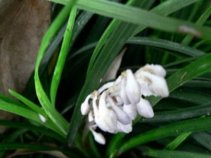 �໨�ؽײݵĹ�Ч������