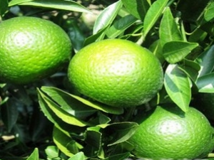 �̺˵Ĺ�Ч������