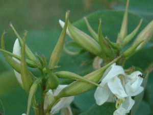 ��ҹ���ŵĹ�Ч������