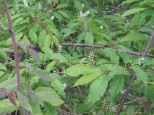 ��������ݵĹ�Ч������