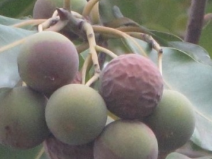 ���ǵĹ�Ч������