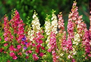 ����ݵĹ�Ч������