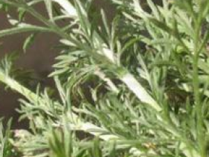 ��µĹ�Ч����������Щ