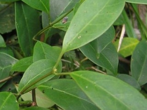 �챳���ٵĹ�Ч������