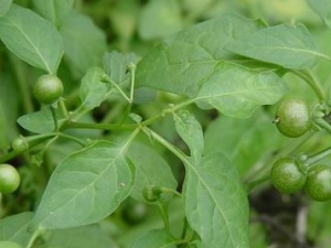 ��ť�˵Ĺ�Ч������