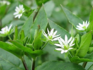 �������Ĺ�Ч������