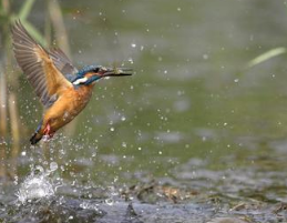 ����Ĺ�Ч������