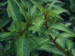 �������Ĺ�Ч������