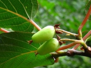 �����ӵĹ�Ч������