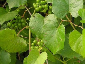 ��ˉ���Ĺ�Ч������