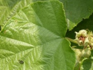 �������ٵĹ�Ч������