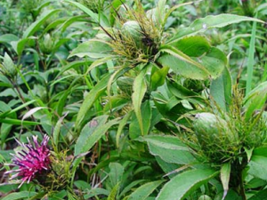 ������ҩ����