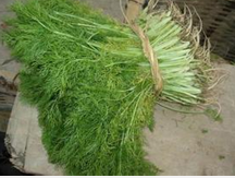 ��������θ�׵�Сƫ�� ��ҩ����