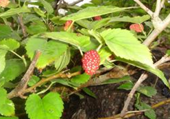 ɣ�ؿ�������������Ѫ��֮ѣ��