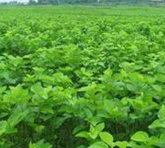 ���ÿ���ֹʹ�� ��ҩ����