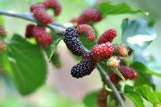 ���к�֤�����Ļ���ҩ���пɼ���������